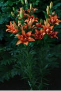 lily bulb Double Love
