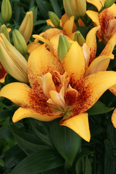 lily bulb Double Nugget