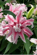 lily bulb Magic Star