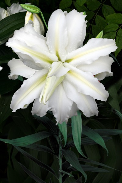 lily bulb Polar Star