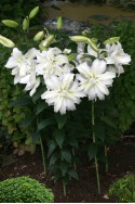 lily bulb Polar Star