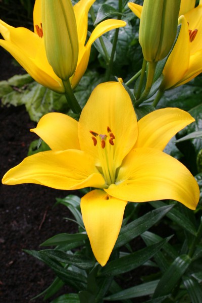 lily bulb Rapid Yellow