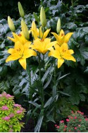 lily bulb Rapid Yellow